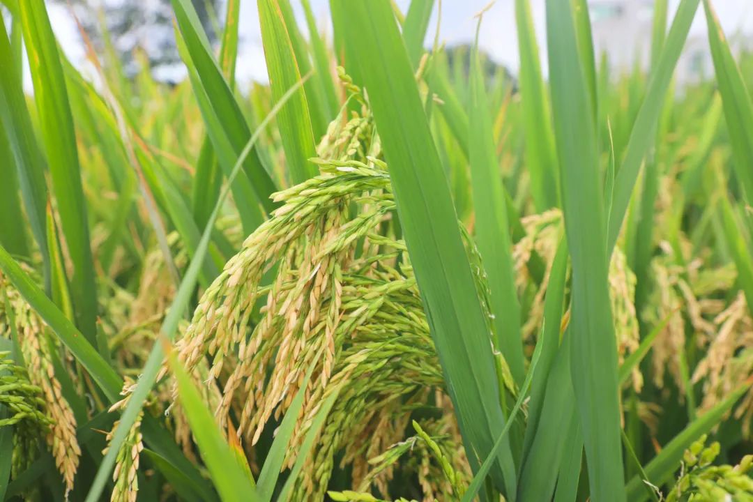 微信圖片_20210922102433.jpg 微信圖片_20210922102433.jpg